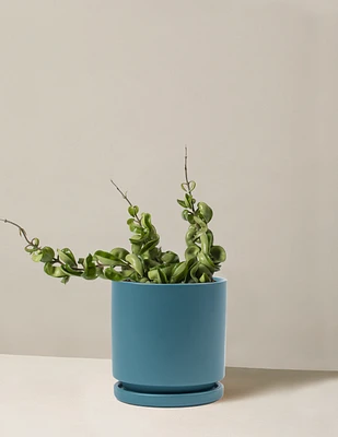 Hoya 'Rope'
