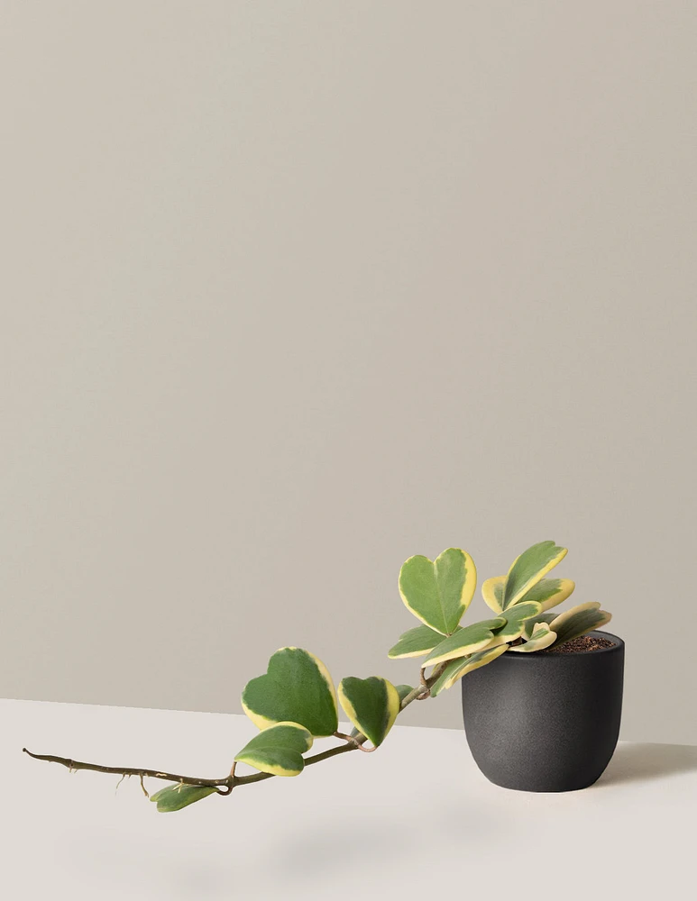 Trailing Hoya Heart