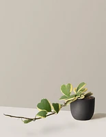 Trailing Hoya Heart