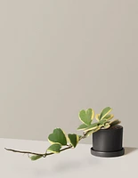 Trailing Hoya Heart