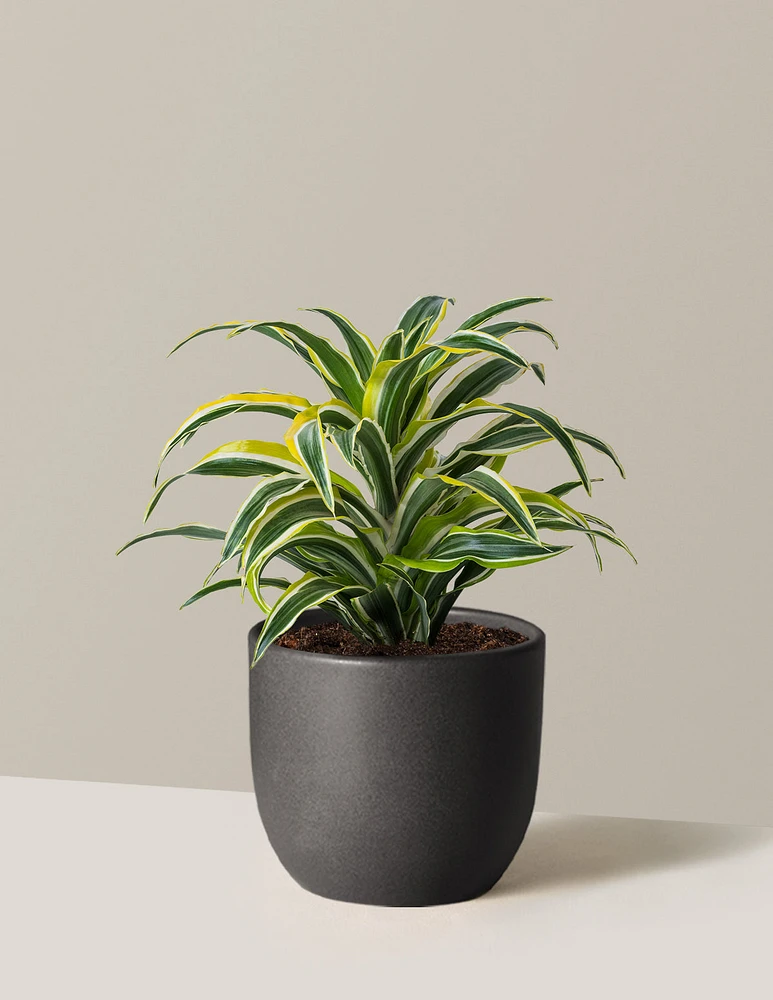 Dracaena Lemon Lime