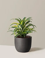 Dracaena Lemon Lime