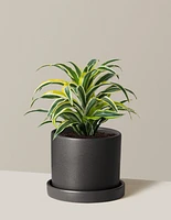 Dracaena Lemon Lime