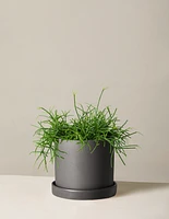 Rhipsalis Baccifera Mistletoe Cactus