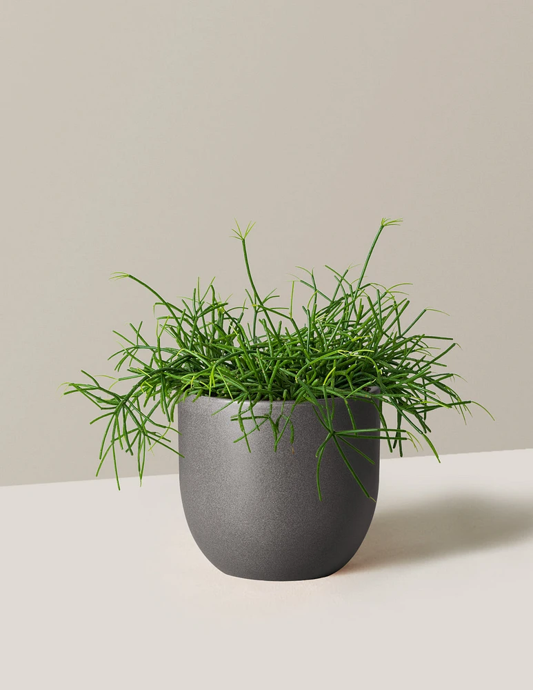 Rhipsalis Baccifera Mistletoe Cactus