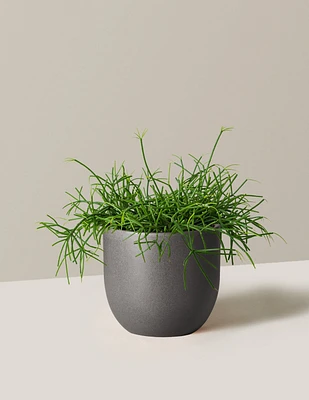 Rhipsalis Baccifera Mistletoe Cactus