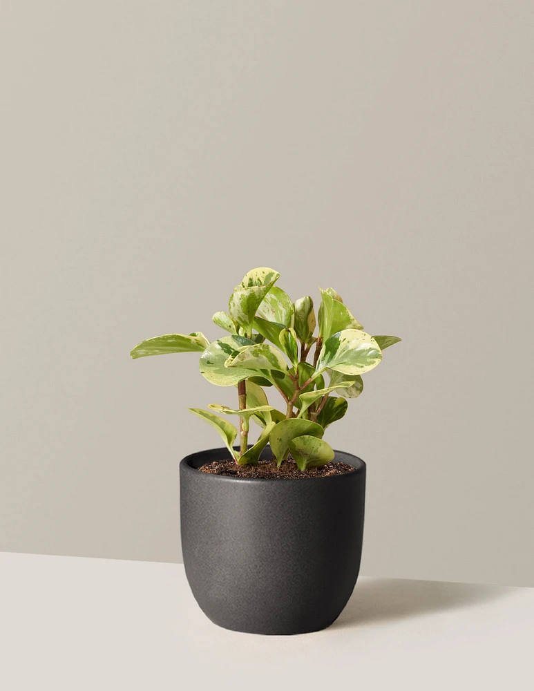 Peperomia Green Gold