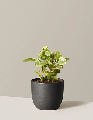 Peperomia Green Gold