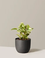 Peperomia Green Gold