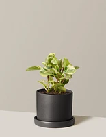 Peperomia Green Gold