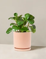 Baby Rubber Plant
