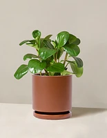 Baby Rubber Plant