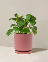 Baby Rubber Plant