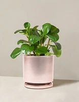 Baby Rubber Plant