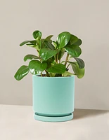 Baby Rubber Plant