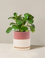 Baby Rubber Plant