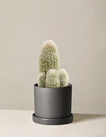 Old Man Cactus