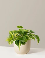 Philodendron Brasil