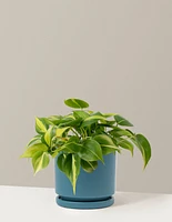 Philodendron Brasil