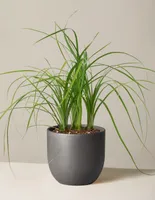 Ponytail Palm