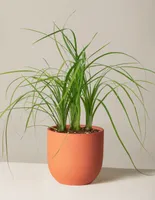 Ponytail Palm