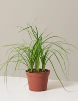 Ponytail Palm