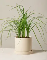 Ponytail Palm