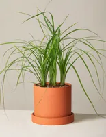 Ponytail Palm