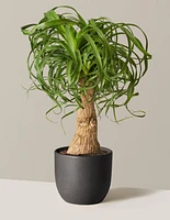 Ponytail Palm