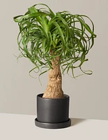 Ponytail Palm