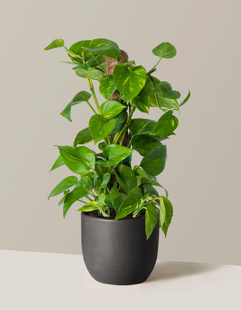 Golden Pothos Totem