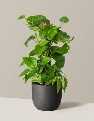 Golden Pothos Totem