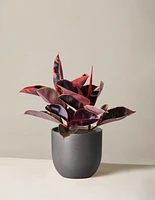 Ficus Ruby