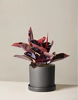 Ficus Ruby