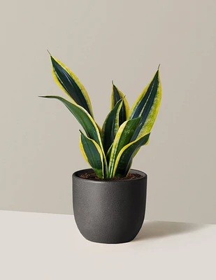Snake Plant Black Gold