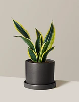 Snake Plant Black Gold