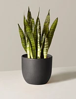 Snake Plant Zeylanica