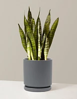 Snake Plant Zeylanica