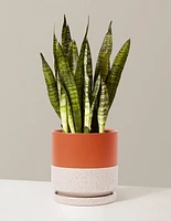 Snake Plant Zeylanica