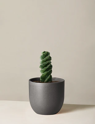 Spiral Cactus