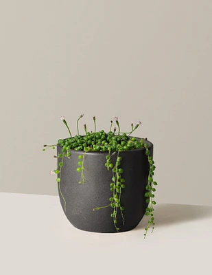 String of Pearls