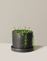 String of Pearls