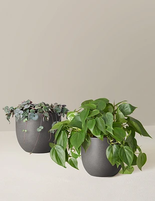Trailing Hearts Duo