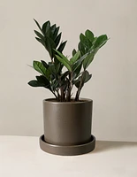 Black ZZ Plant