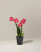 Mini Orchid