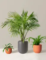 New Digs Pet Friendly Plant Trio