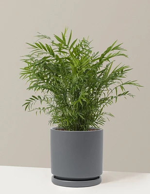 Parlor Palm