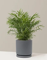Parlor Palm