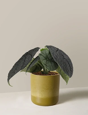 Alocasia Melo