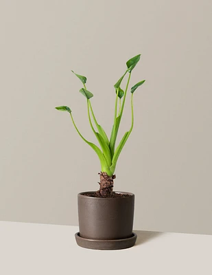 Alocasia Tiny Dancer